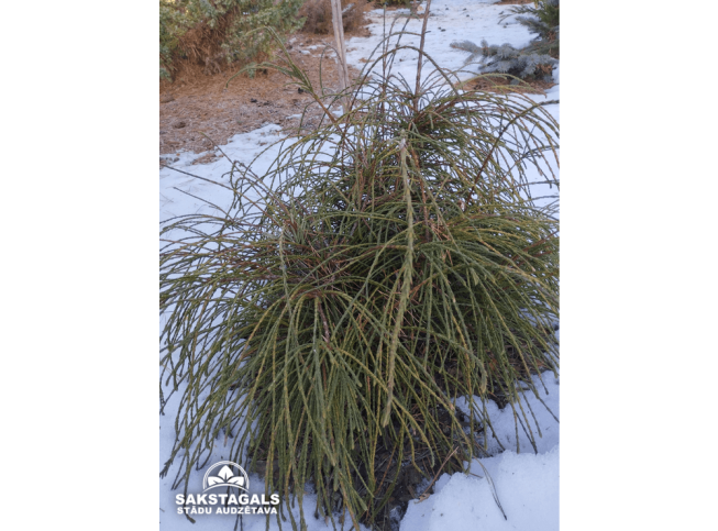 Thuja plicata   'Whipcord'